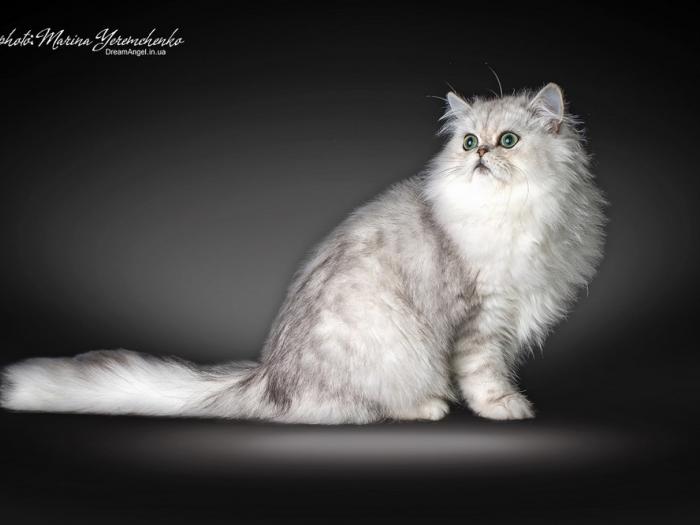 кот Порше, персидская серебристая шиншилла