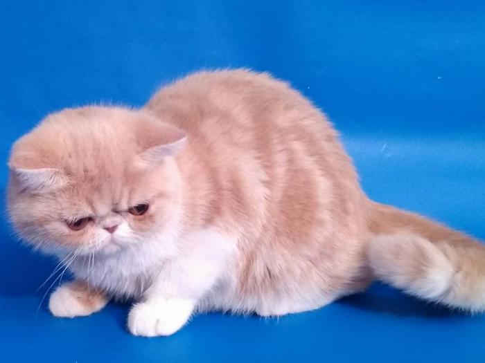 Джаспер Ксента