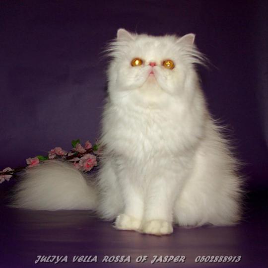 Jasper кошки персы питомника Джаспер