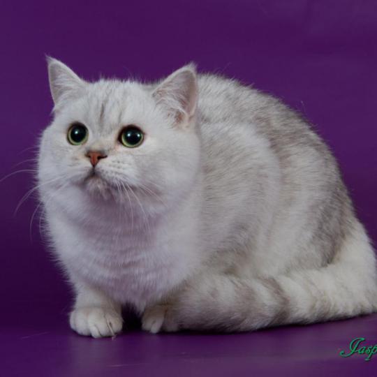Jasper британские кошки питомника Jasper