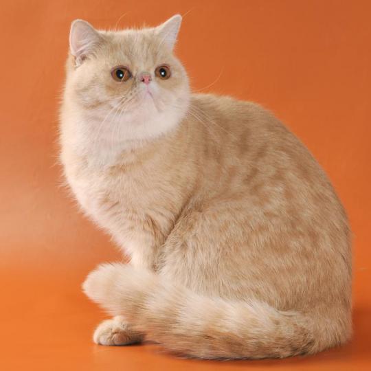 Jasper кошка экзот питомника Jasper