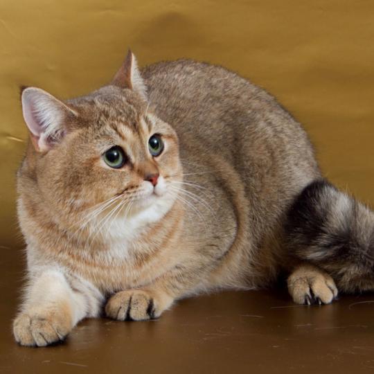 Jasper купить британского  котенка Николаев питомник Джаспер