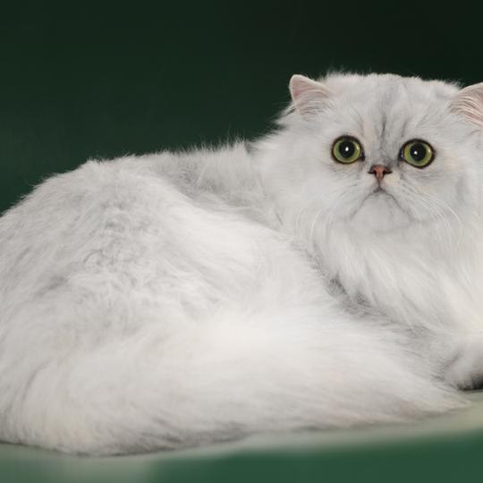 Jasper котята купить Николаев персидская шиншилла
