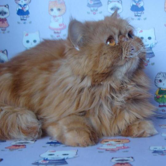 Jasper nursery Jasper exotics, Persians and Persian chinchillas